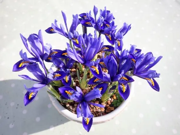 iris en pot